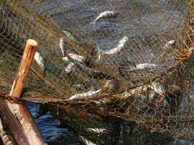 Рыболовная сеть