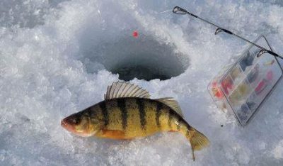 Ловля окуня зимой: снасти и места стоянки рыбы в глухозимье