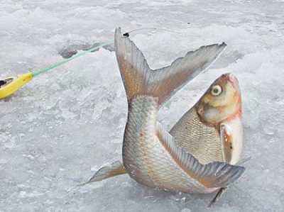 Рыба на льду