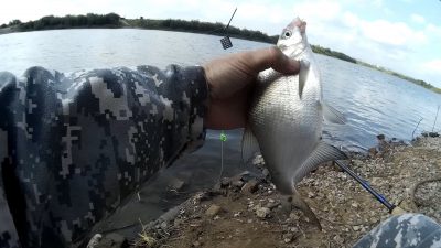 Пойманная рыба