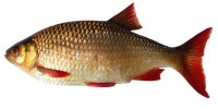 Рыба красноперка