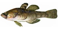Рыба ротан