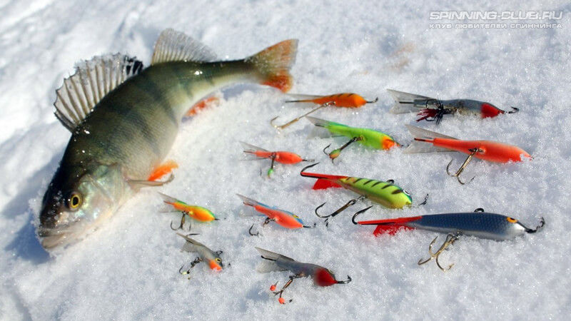 Рыба на снегу