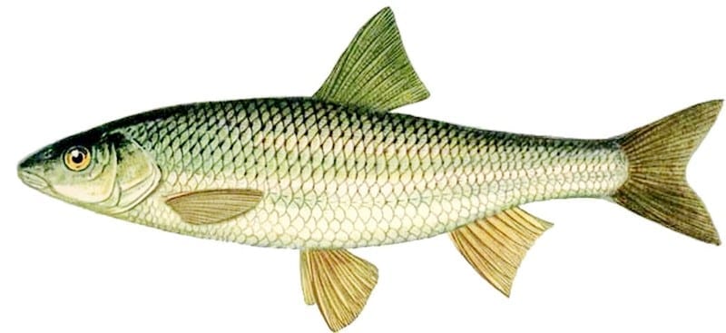 Фото рыбы