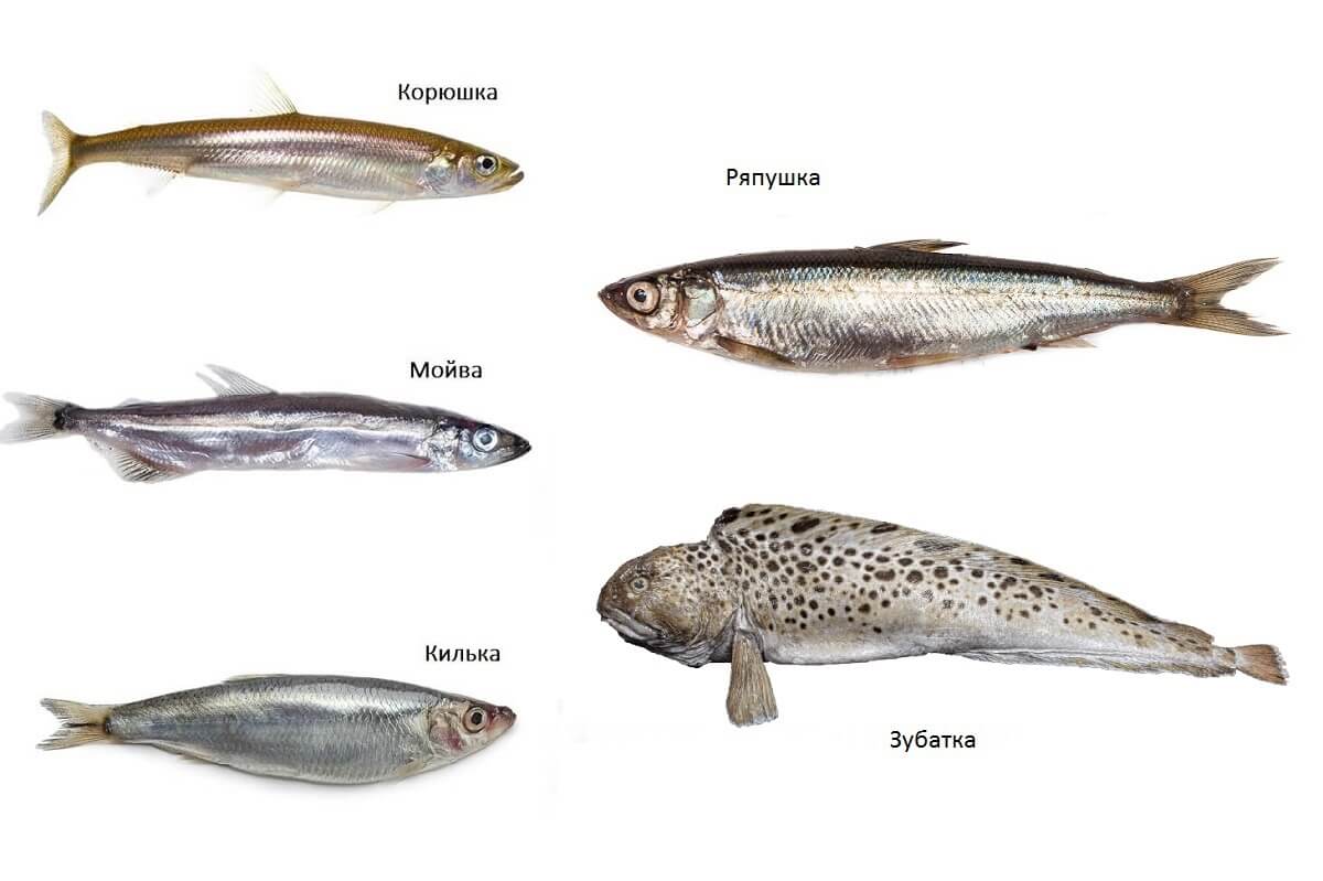 Корюшка: описание рыбы с фото, где водится, рецепты как приготовить
